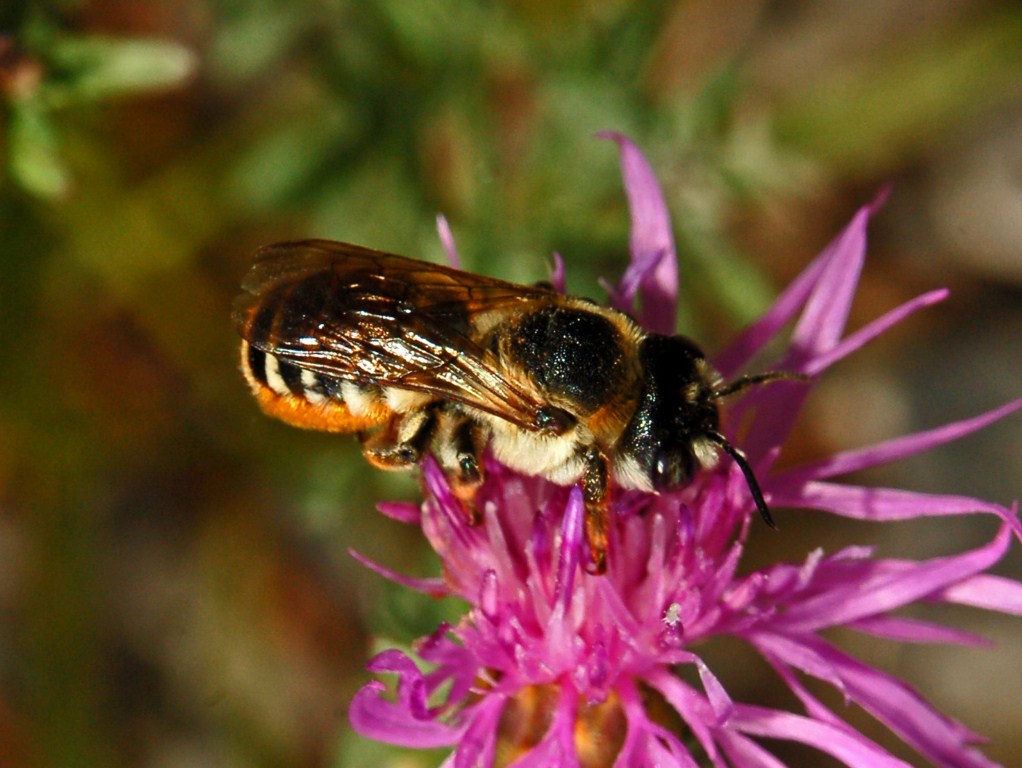 Megachile sp. (Apidae Megachilinae)